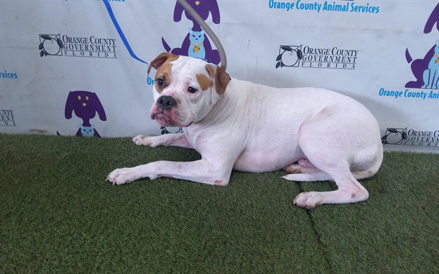 Shelter Stray Male Dog last seen , Orlando, FL 32839
