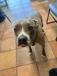 Shelter Stray Male Dog last seen Near BLOCK CLAREMONT AVE, PUEBLO CO 81004, Pueblo, CO 81008