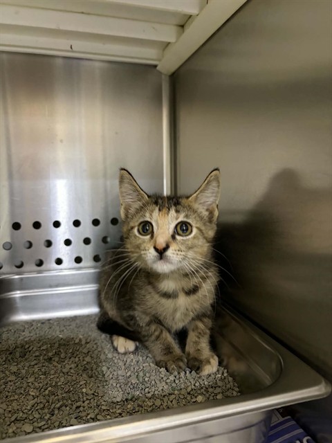 Shelter Stray Female Cat last seen ST PETERS, St. Peters, MO 63376