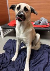 Shelter Stray Female Dog last seen Near BLOCK QUAIL ROOST DR, Doral, FL 33122