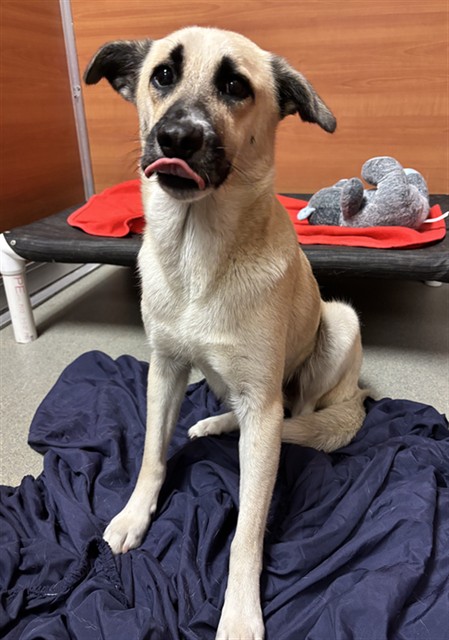 Shelter Stray Female Dog last seen Near BLOCK QUAIL ROOST DR, Doral, FL 33122