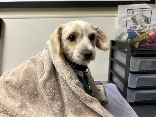 Shelter Stray Male Dog last seen EFLAND CEDAR GROVE RD, Chapel Hill, NC 27510