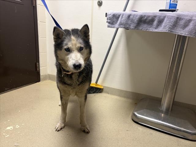 Shelter Stray Female Dog last seen MT. SINAI RD, Chapel Hill, NC 27510