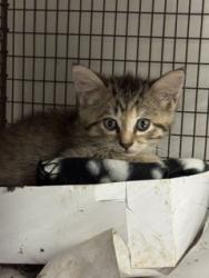 Shelter Stray Female Cat last seen Near BLOCK STERLING DR, Doral, FL 33122
