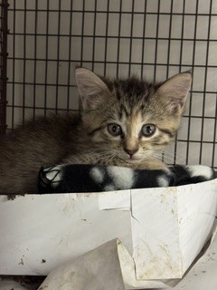 Shelter Stray Female Cat last seen Near BLOCK STERLING DR, Doral, FL 33122
