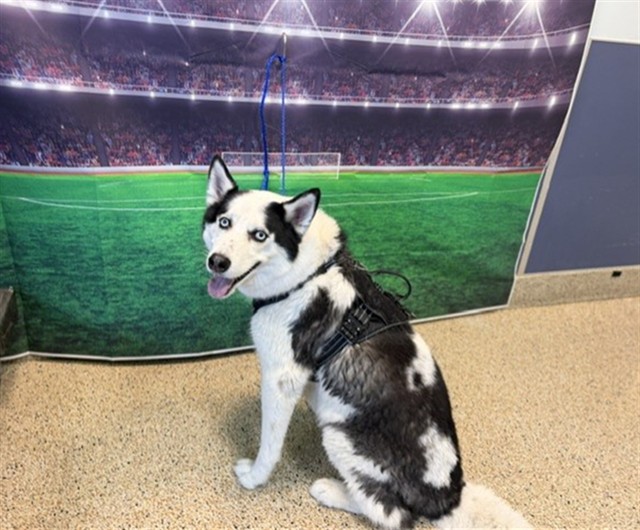 Shelter Stray Male Dog last seen Near BLOCK SW 108 ST, Doral, FL 33122