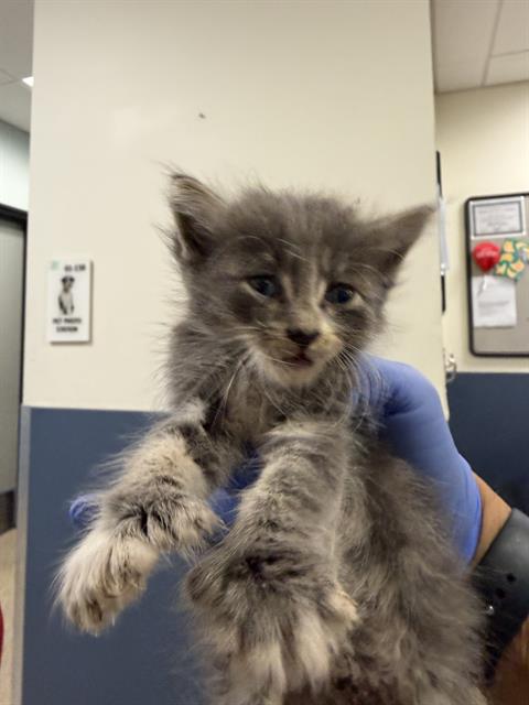 Shelter Stray Male Cat last seen Near BLOCK NW 82 AVE, Doral, FL 33122