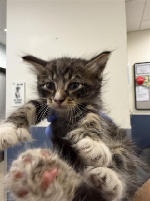 Shelter Stray Male Cat last seen Near BLOCK NW 82 AVE, Doral, FL 33122