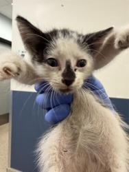Shelter Stray Male Cat last seen Near BLOCK NW 82 AVE, Doral, FL 33122