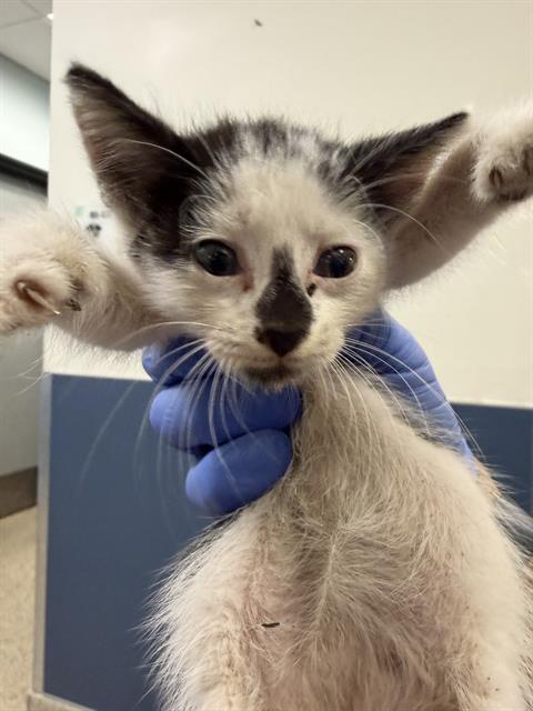 Shelter Stray Male Cat last seen Near BLOCK NW 82 AVE, Doral, FL 33122