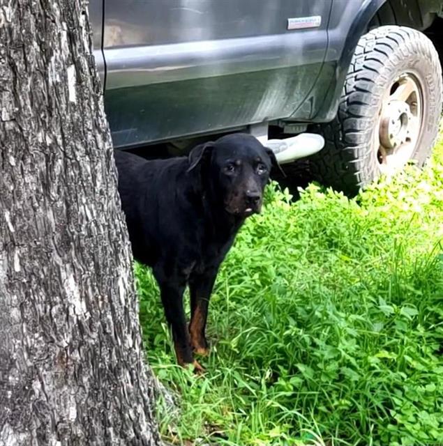 Shelter Stray Male Dog last seen Near BLOCK KING AVE, San Antonio, TX 78227