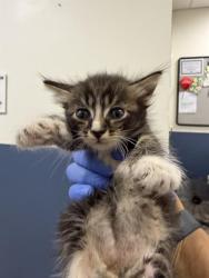 Shelter Stray Male Cat last seen Near BLOCK NW 82 AVE, Doral, FL 33122