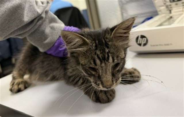Shelter Stray Male Cat last seen Near BLOCK NW 27 AVE, Doral, FL 33122