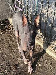 Shelter Stray Female Dog last seen Near BLOCK JANIS ST, RIVERSIDE, CA, Jurupa Valley, CA 92509