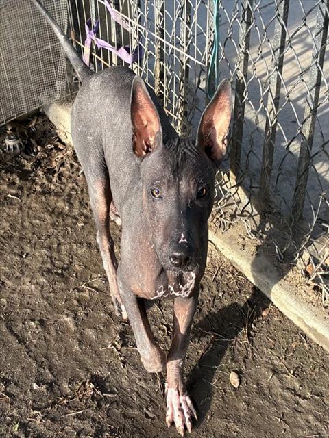 Shelter Stray Female Dog last seen Near BLOCK JANIS ST, RIVERSIDE, CA, Jurupa Valley, CA 92509
