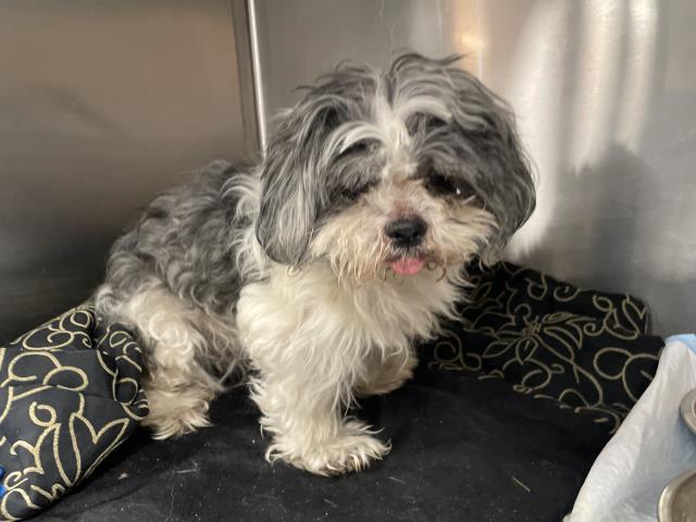 Shelter Stray Male Dog last seen Near BLOCK TYLER ST, COACHELLA, CA, Thousand Palms, CA 92276