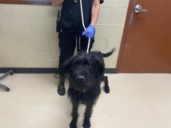 Shelter Stray Male Dog last seen Near BLOCK W FAIRY CHASM, Milwaukee, WI 53215