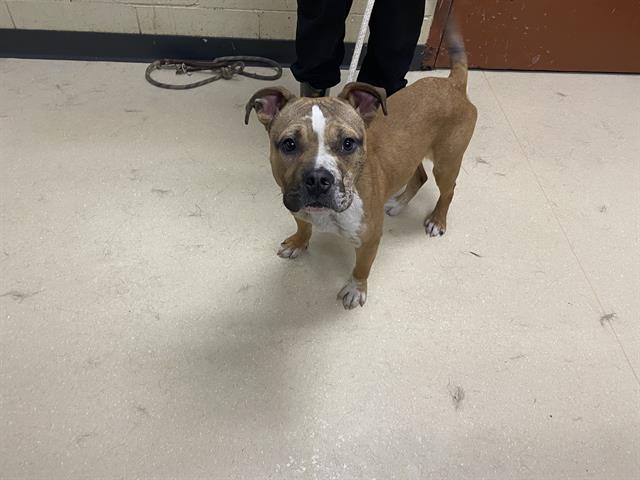 Shelter Stray Male Dog last seen W APPLETON/ W MILL RD, Milwaukee, WI 53215