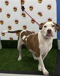 Shelter Stray Female Dog last seen S BRANCH BLVD, Land O' Lakes, FL 34638