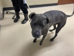 Shelter Stray Male Dog last seen Near BLOCK S 90TH ST, Milwaukee, WI 53215