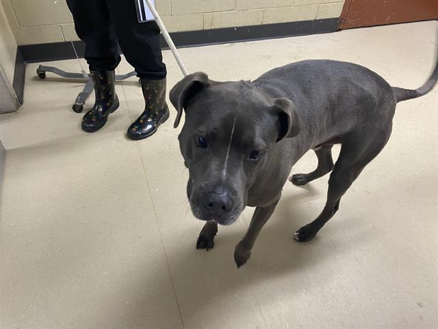 Shelter Stray Male Dog last seen Near BLOCK S 90TH ST, Milwaukee, WI 53215