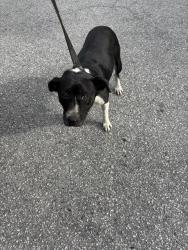 Shelter Stray Female Dog last seen BAXTER AVE/BLOCKER ST, Land O' Lakes, FL 34638