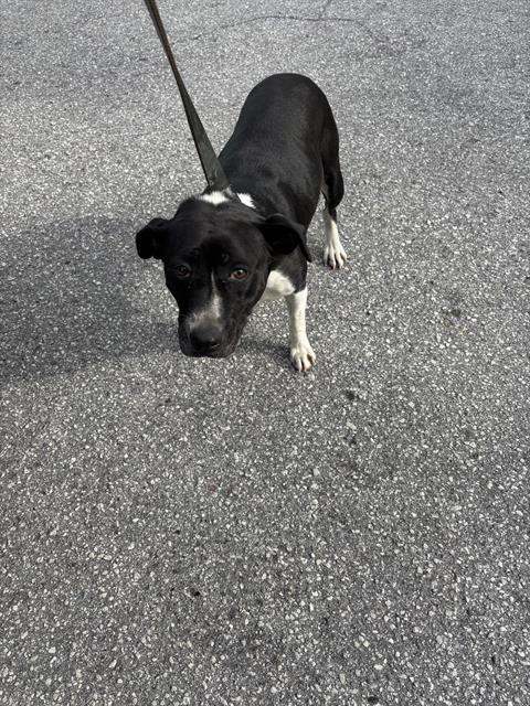 Shelter Stray Female Dog last seen BAXTER AVE/BLOCKER ST, Land O' Lakes, FL 34638