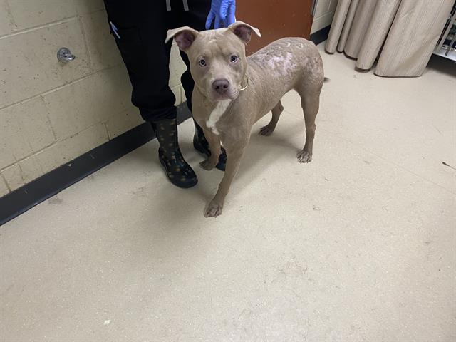 Shelter Stray Male Dog last seen Near BLOCK W CUSTER AVE, Milwaukee, WI 53215