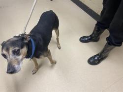 Shelter Stray Male Dog last seen , Milwaukee, WI 53215
