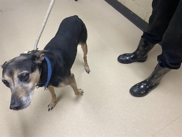 Shelter Stray Male Dog last seen , Milwaukee, WI 53215