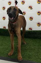 Shelter Stray Male Dog last seen POWERLINE ROAD AND FRAZEE HILL ROAD, Land O' Lakes, FL 34638