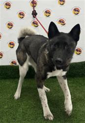 Shelter Stray Female Dog last seen GRAND BLVD, Land O' Lakes, FL 34638