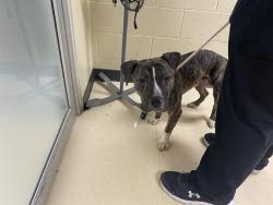 Shelter Stray Unknown Dog last seen Near BLOCK N 40TH ST, Milwaukee, WI 53215