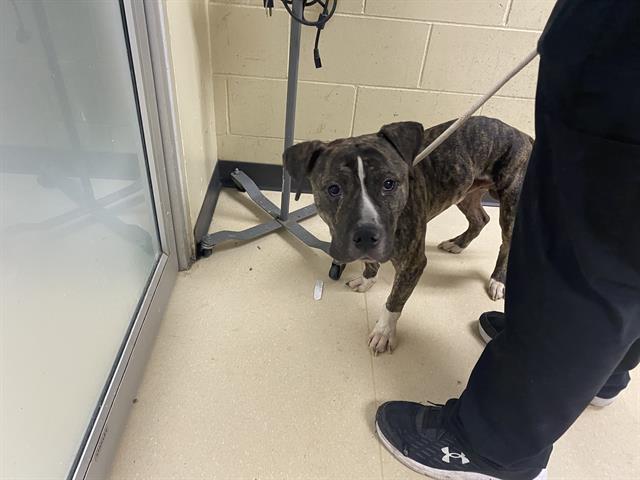 Shelter Stray Male Dog last seen Near BLOCK N 40TH ST, Milwaukee, WI 53215