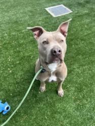 Shelter Stray Male Dog last seen , Chatsworth, CA 91311