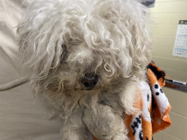 Shelter Stray Female Dog last seen Near BLOCK S 9TH PL, Milwaukee, WI 53215