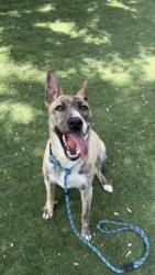 Shelter Stray Female Dog last seen , Chatsworth, CA 91311