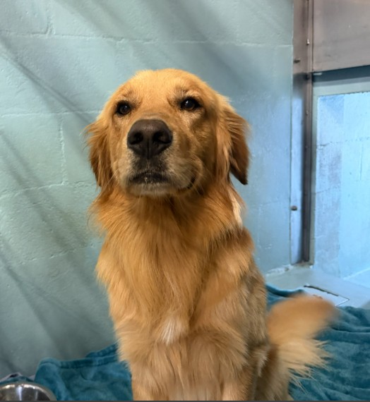 Shelter Stray Male Dog last seen CHRISTAMON W/ORANGE ARROW, 92620, Irvine, CA 92618