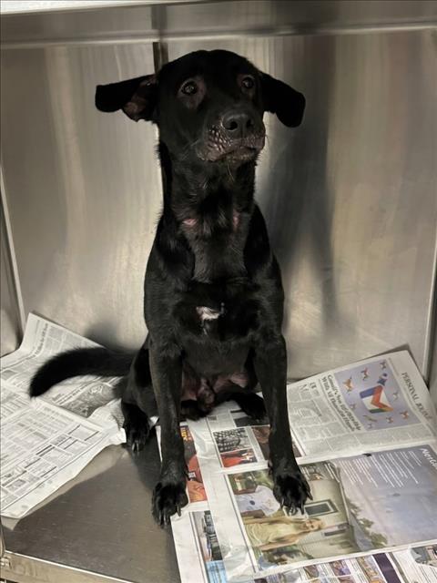 Shelter Stray Male Dog last seen , Chatsworth, CA 91311