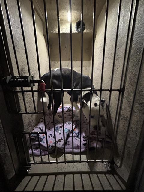 Shelter Stray Male Dog last seen Near , Indianapolis, IN 46221