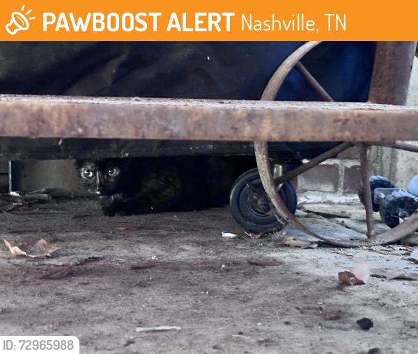 Found/Stray Female Cat last seen 19th Ave and Edgehill ave, Nashville, TN 37203