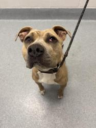Shelter Stray Female Dog last seen Near , Indianapolis, IN 46221