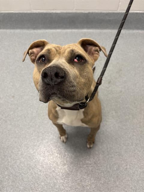 Shelter Stray Female Dog last seen Near , 2600 S Harding St, Indianapolis, IN 46221, USA