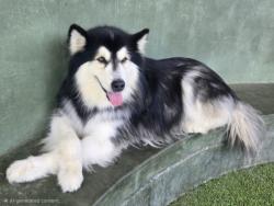 Shelter Stray Female Dog last seen , Los Angeles, CA 91405