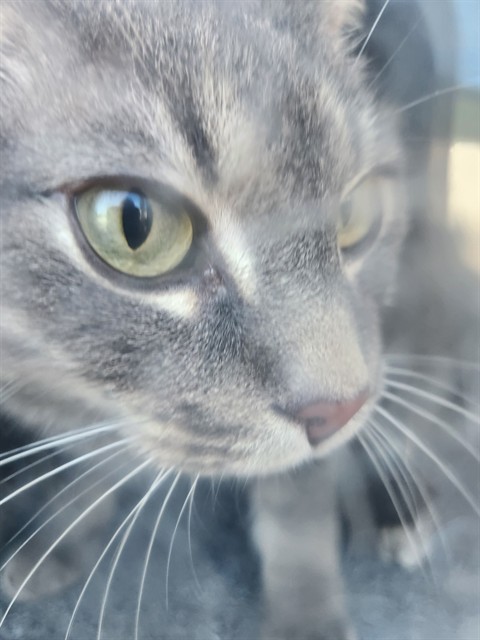 Shelter Stray Unknown Cat last seen MEMORIAL PKWY, Huntsville, AL 35805