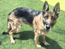 Shelter Stray Female Dog last seen , Los Angeles, CA 91405