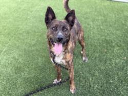 Shelter Stray Female Dog last seen , Los Angeles, CA 90031