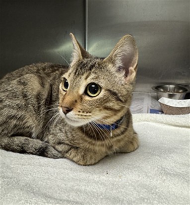 Shelter Stray Male Cat last seen , Los Angeles, CA 91405