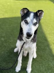 Shelter Stray Male Dog last seen , Los Angeles, CA 90031
