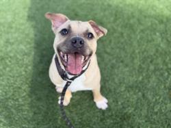Shelter Stray Male Dog last seen , Los Angeles, CA 90031